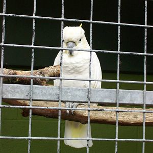 sulphur crested cockatoo