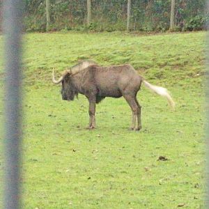 black wildebeest