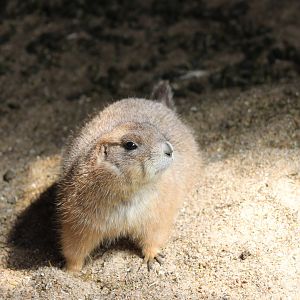 black-tailed prairiedog