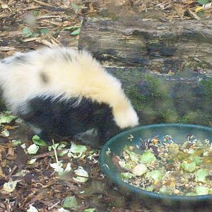 striped skunk