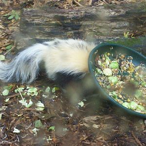 striped skunk