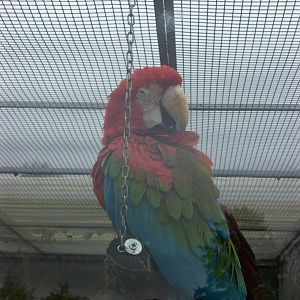 scarlet macaw