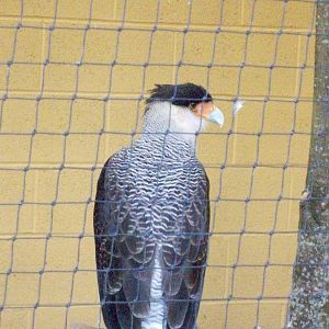 strirated caracara