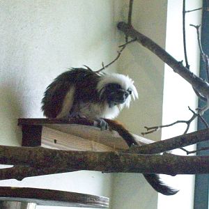 cotton top tamarin