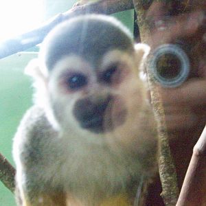 squirrel monkey