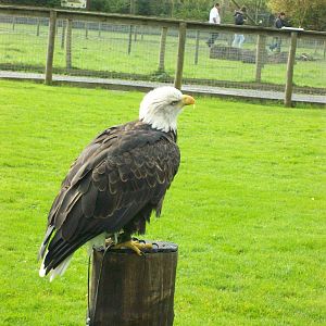 bald eagle