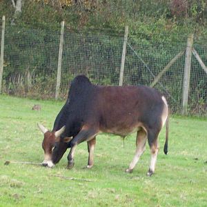 dwarf zebu