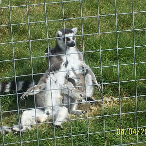 ring tailed lemur