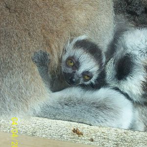 baby ring tailed lemur