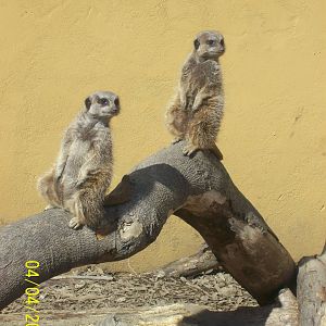 meerkats