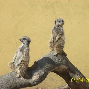 meerkats