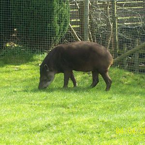 Brazilian tapir