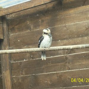 laughing kookaburra