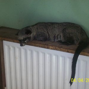 asian palm civet