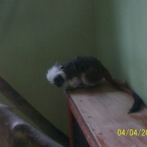 cotton top tamarin