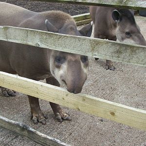 brazilian tapir