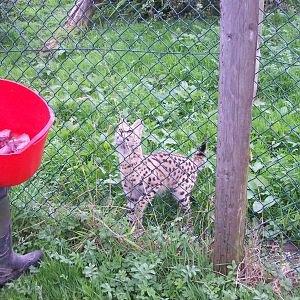 serval feeding