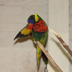 rainbow lorikeet