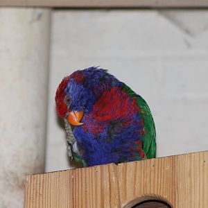 hybrid lory