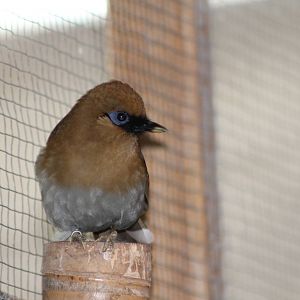 laughing thrush
