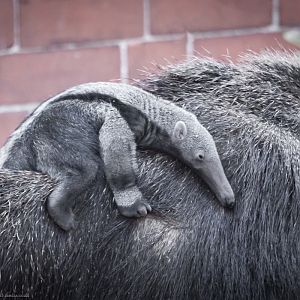 Giant Anteater Pup - 05/01/2013