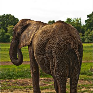 African elephant at Ströhen