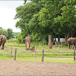 African elephant exhibit at Ströhen