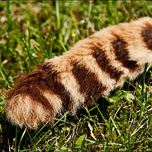 Cheetah closeup at Ströhen