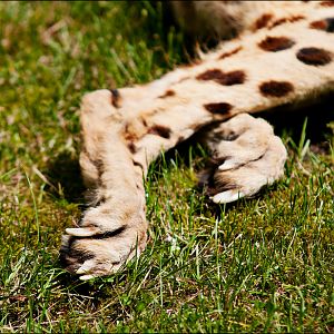 Cheetah closeup at Ströhen