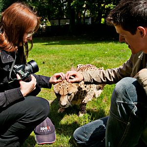 Cheetah cuddling at Ströhen