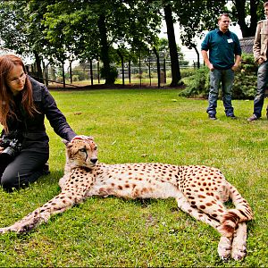 Cheetah cuddling at Ströhen
