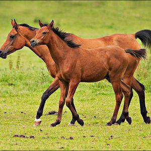Arab horses at Ströhen