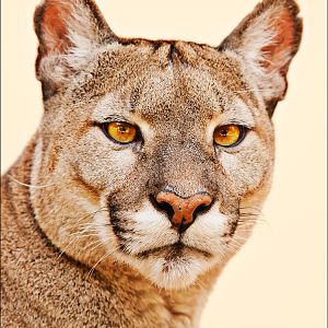 Chilean Puma at Ströhen