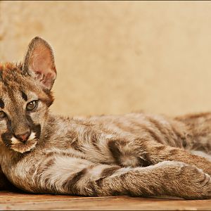 Young chilean puma at Ströhen