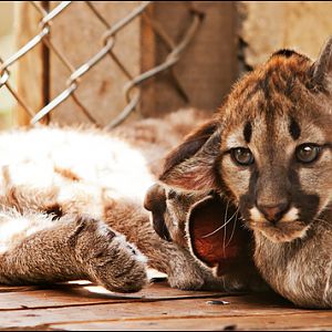 Young chilean pumas at Ströhen