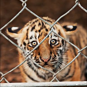 Young amur tiger at Ströhen