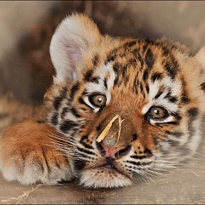Young amur tiger at Ströhen
