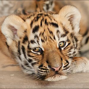 Young amur tiger at Ströhen