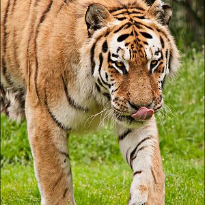 Male amur tiger at Ströhen