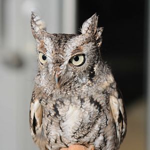 Eastern Screech Owl