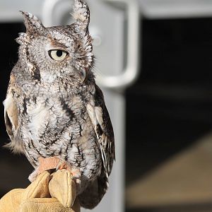 Eastern Screech Owl