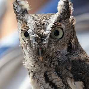 Eastern Screech Owl