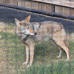 Coyote