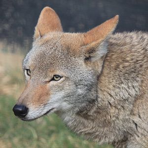 Coyote