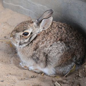 Eastern Cottontail