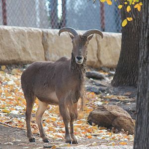 Aoudad
