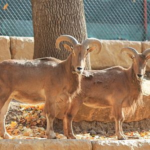 Aoudad