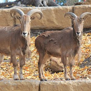 Aoudad