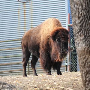 American Bison