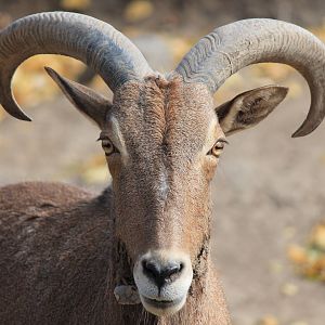 Aoudad